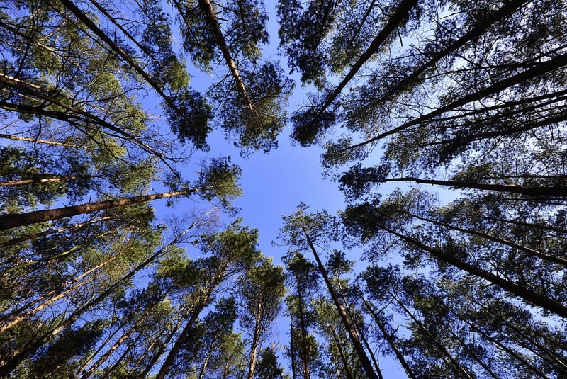 Canopy Tours