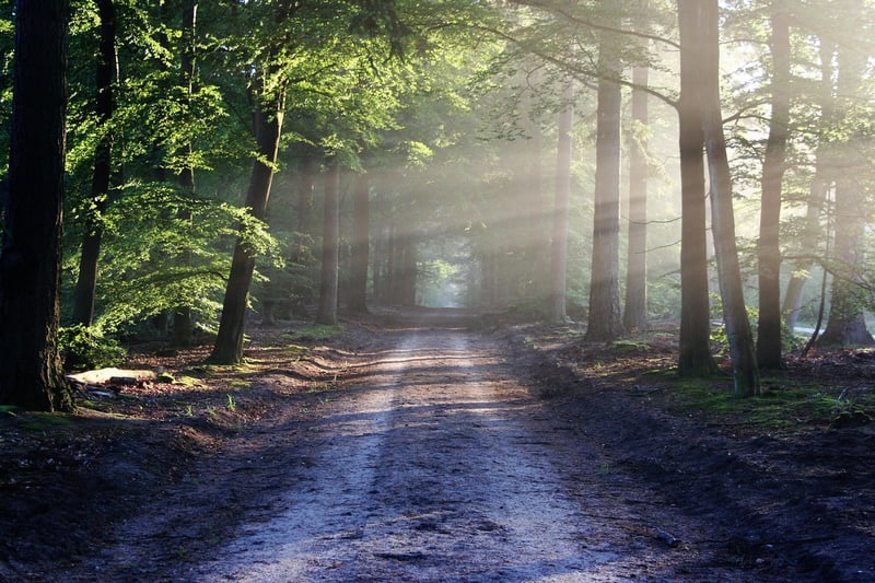 lush forest