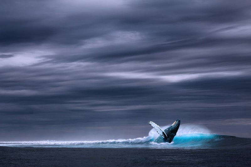 Whale watching